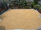 Harvested Rice Drying in the Sun