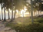Palm trees by the Caribbean Sea providing some shade. 