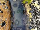 My favorite things about this tide pool at a beach in Tasmania were the tiny mussels!