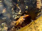 A starfish in a tidepool--look carefully, and you will see there are so many animals in this picture!
