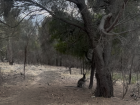 A wallaby on a trail in Hobart