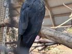 A black cockatoo that lives at Bonorong Wildlife Sanctuary