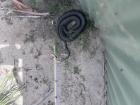 This is a very venomous snake that lives at the sanctuary!