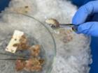 These are isopods--they're like the insects of the ocean