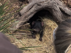 Bonorong's rescued Tassie Devil