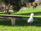 A seagull at the Botanical Gardens