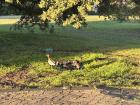 Baby ducklings taking their morning bath in a sunny puddle