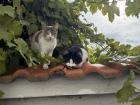 I see these two cats almost everyday, they belong to my neighbor