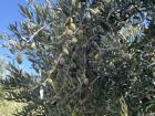 A beautiful olive tree in Ajloun