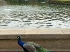 A peacock walking through Prague Gardens
