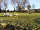 Sheep being herded 