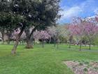 Signs of spring in Herbert Park