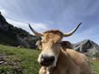 One of the thousands of cows here in Asturias