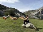 A snapshot of the mountains of Asturias with some locals (cows!)