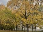 Lots of yellow leaves around my apartment building!