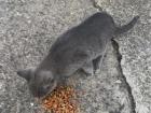 I enjoy feeding the stray cats and dogs around Kochani. They are adorable!
