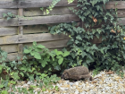 I spotted this little guy -- he almost blended in!