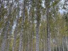 White bark and skinny tree trunks? These are birch trees