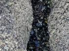 A colony of mussels wedged in between two rocks at Orzan