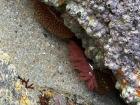 A sea anemone under a rock at La Playa Orzan