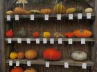 Pumpkins for sale