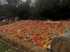 Pumpkin patch!