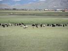 Sheep and goats grazing near the city of Murun 