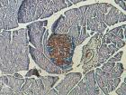 Histology stain of human cells 