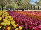Visiting the Tulip Fields of Amsterdam with Fellow Fulbrighters