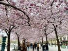 Spring Cherry Blossoms in Sweden