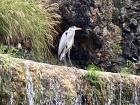 The bird on the waterfall