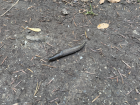 A slug crossing the hiking trail