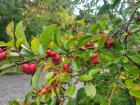 Hawthorne Haws in Berlin