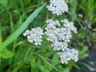 Yarrow extract can help stop cuts from bleeding