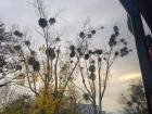 Bundles of mistletoe in trees