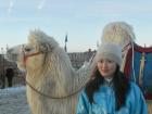This is me with a camel, it's two humps indicate that it's a Mongolian camel, many people ride these!