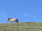 While I wish I could've gotten closer, these Przewalski's horses are endangered and thus cannot be approached