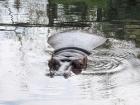 Fun Fact: there has been at least one hippo at the Budapest zoo since 1893. 