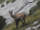 Another picture of the ibex