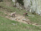 The ibex grazing