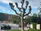 A pollarded sycamore tree in Logroño