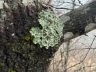 A sample of lichen indicating low air pollution!