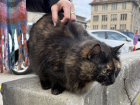 Cat in Zurich's Old Town