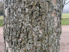 Rough brown and gray bark of a chestnut tree