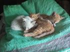 The white kitten is Bulut and the other two are Mehmet and Firdevs!