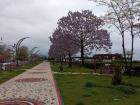 Trees in bloom in Giresun