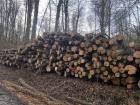 Cut down trees on a mountain walking path which will be sold as lumber