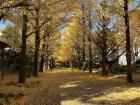 Beautiful gingko trees have turned yellow with the colder weather.