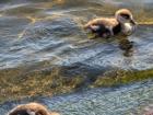 Baby geese in a pond in Paris!