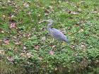 This heron is a juvenile, which means it's not fully grown; see how its beak isn't all yellow ? 